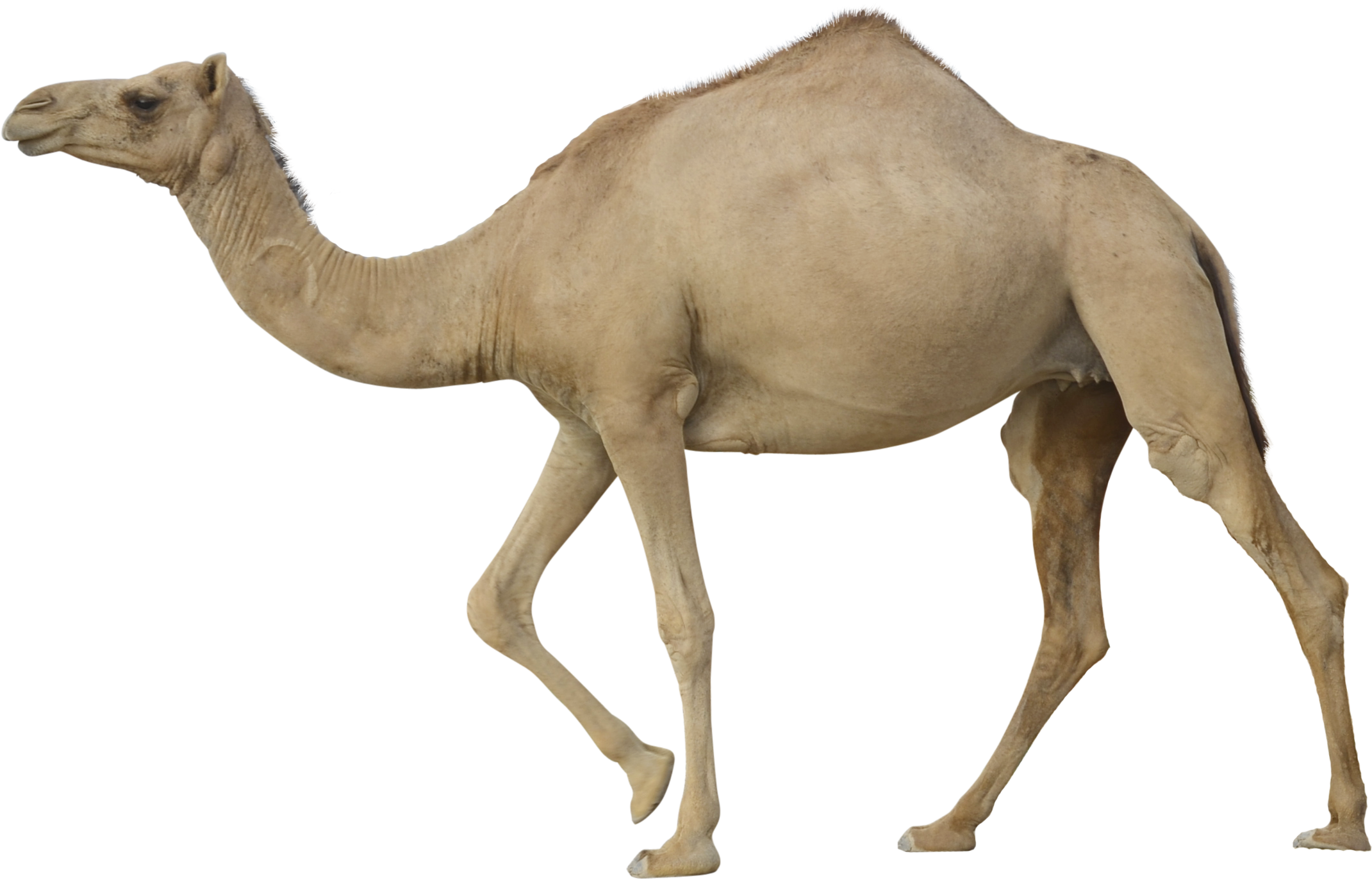 Camel Png - Camel Png (2400x1700)