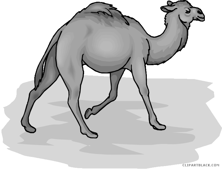 Camel Animal Free Black White Clipart Images Clipartblack - Adaptations Of A Platypus (750x573)