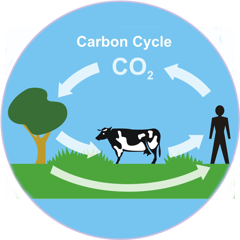 Carbon Cycles - Carbon Cycle For Kids (512x512)