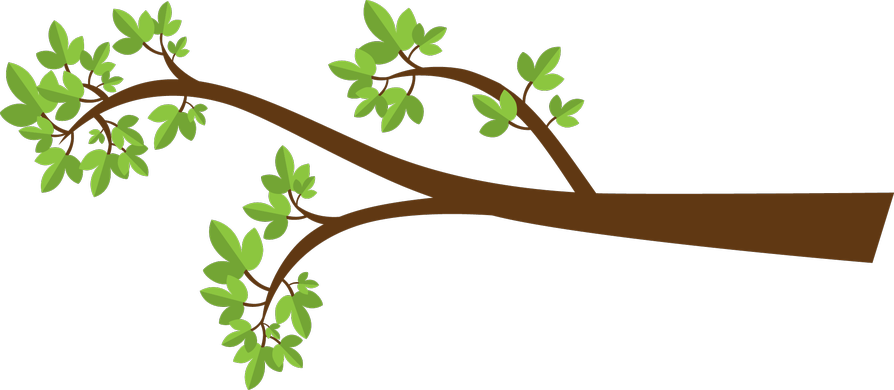 Each Branch Represents A Branch Of Government - Tree Branch Clipart (894x390)