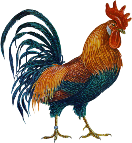 Петух-2 - Cock Png (464x500)