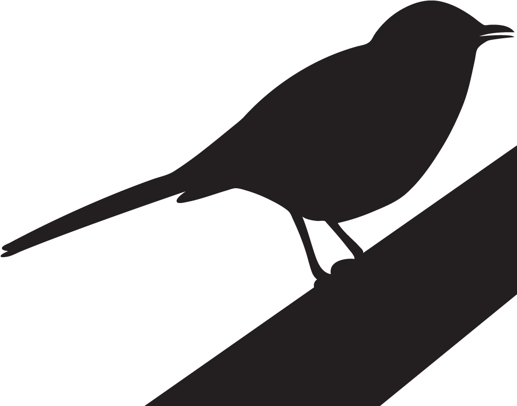 Northern Mockingbird Overview All About Birds Cornell - Mockingbird Black (1024x1024)