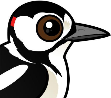 About The Great Spotted Woodpecker - Zazzle Birdorable Great Spotted Woodpecker Photo Ring, (440x440)