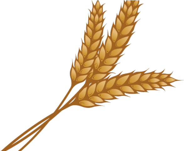 Wheat Clipart Single Piece - Wheat Grain Clip Art (640x480)