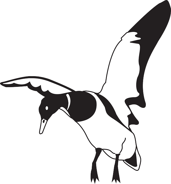Beak Black, White, Bird, Duck, Wings, Animal, Landing, - Flying Duck Clipart Black And White (594x640)
