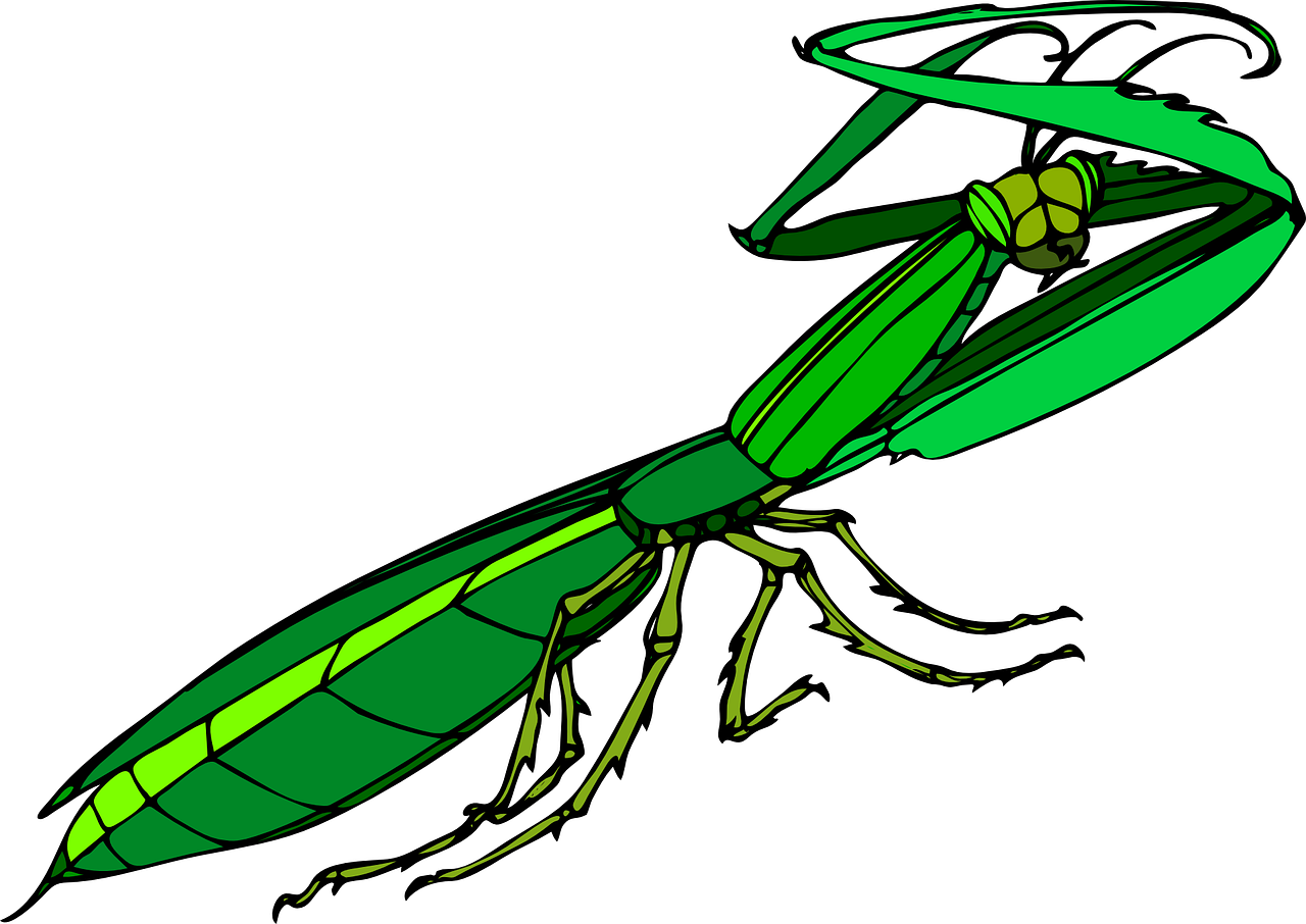 Praying Mantis Clip Art - Mantide Religiosa Png (1280x906)