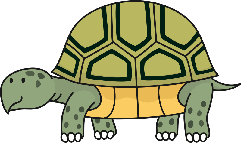 Medium Image - Tortoise Clipart (800x473)