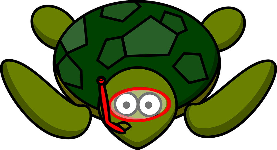 Turtle Animal Nature Water Wildlife Green - Cartoon Turtle Png (960x521)