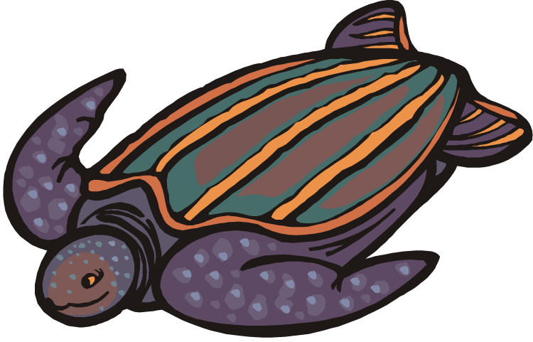 Turtle Clipart - Leatherback Sea Turtle Cartoon (750x481)