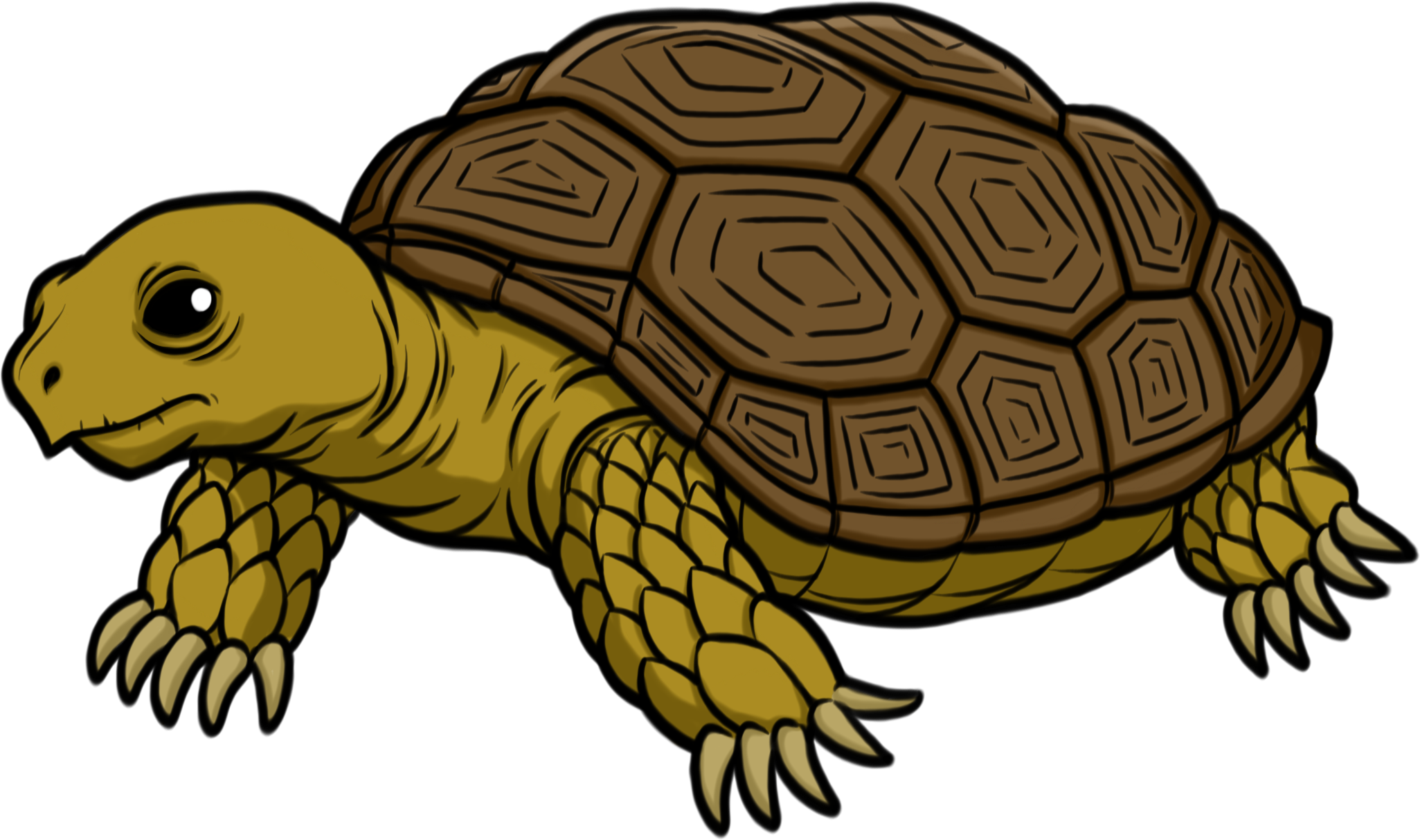 Clip Arts Related To - Tortoise Png (2051x1214)