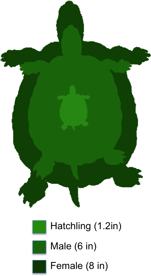 The Shaded Region Represents The Range Of The Eastern - Yellow Belly Slider Turtle (521x944)