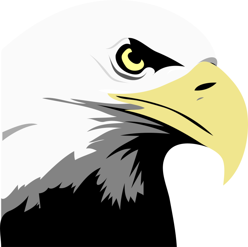 Bald Eagle Head Clip Art - Bald Eagle Clipart (800x798)