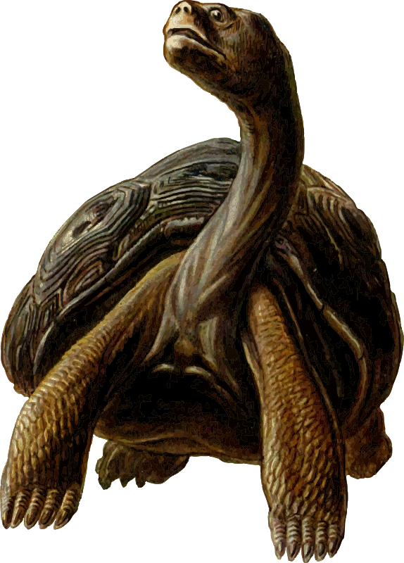 Free Prehistoric Turtle 4 - Turtles With Long Necks (574x800)