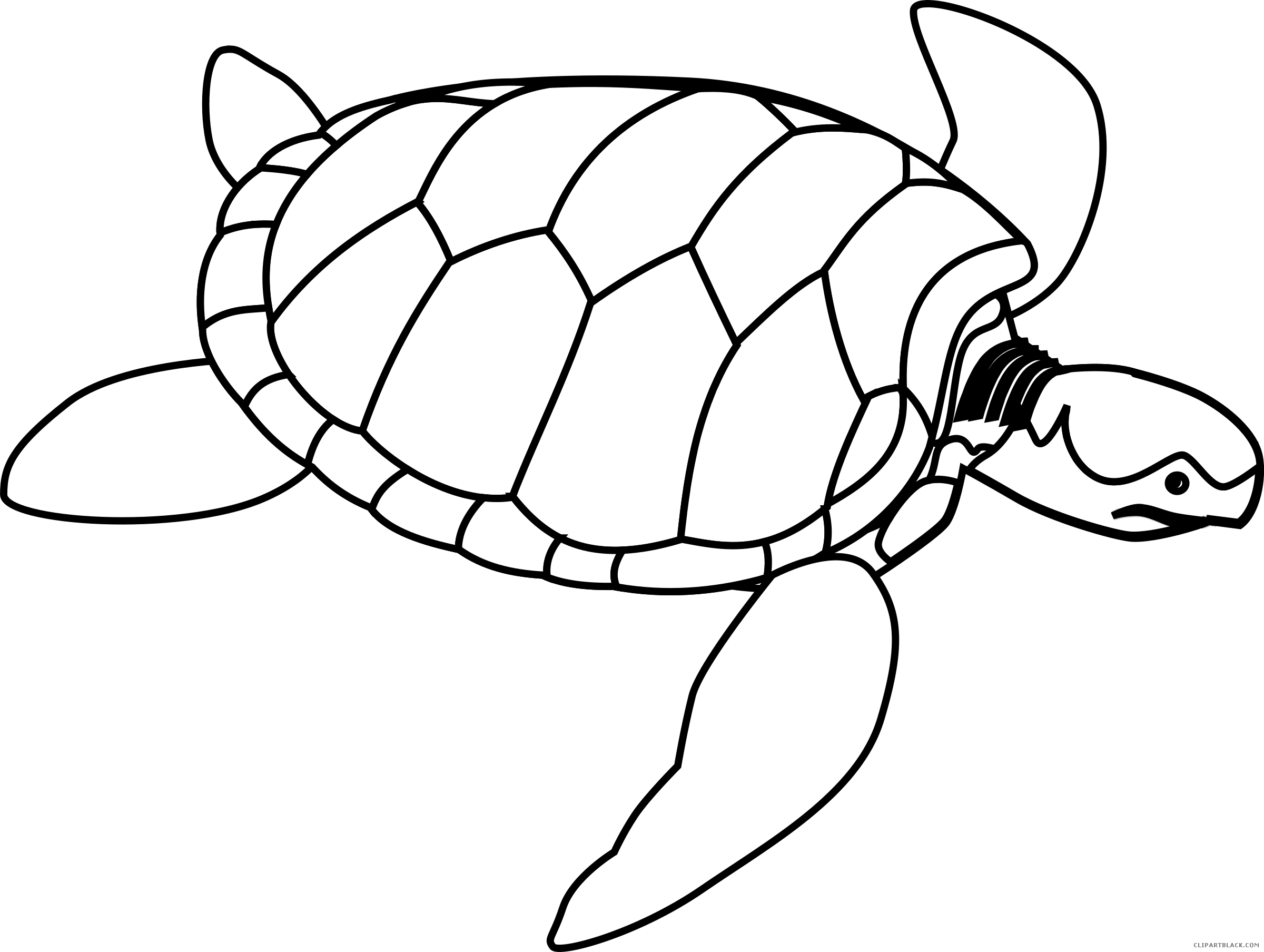 Turtle Outline Animal Free Black White Clipart Images - Life Cycle Of A Turtle Color (2400x1807)