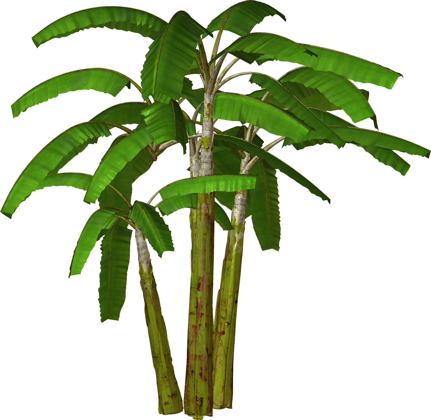 Free High Resolution Graphics And Clip Art - Banana Tree Images In Hd (1510x1472)