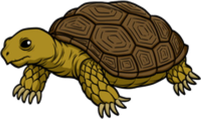 Tortoise Clipart - Tortoise Transparent (640x480)