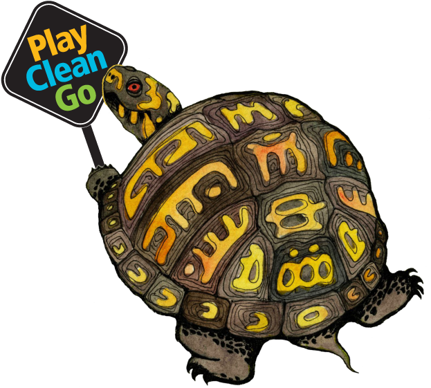 I'll Post Some Of My Favorite Pictures On This Website - Eastern Box Turtle (631x580)