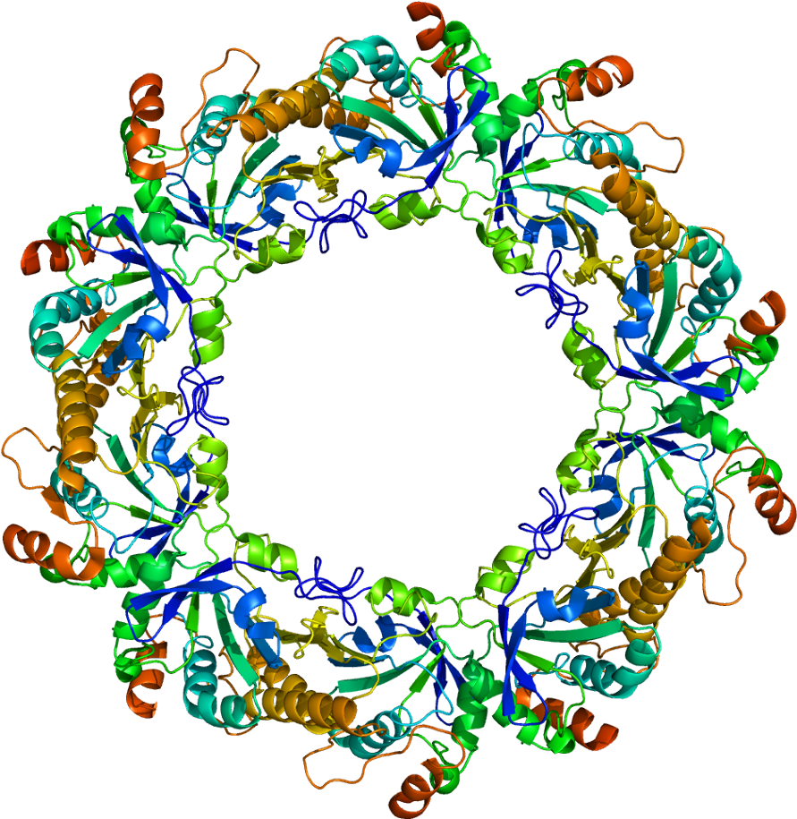 Human Peroxiredoxin 3 Structure (940x964)