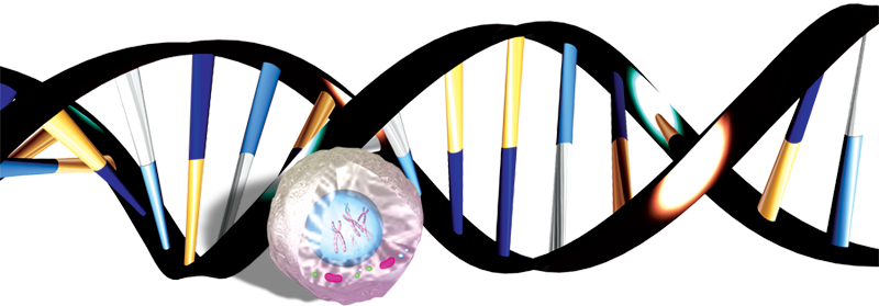 Dna Sarmali Png (800x279)