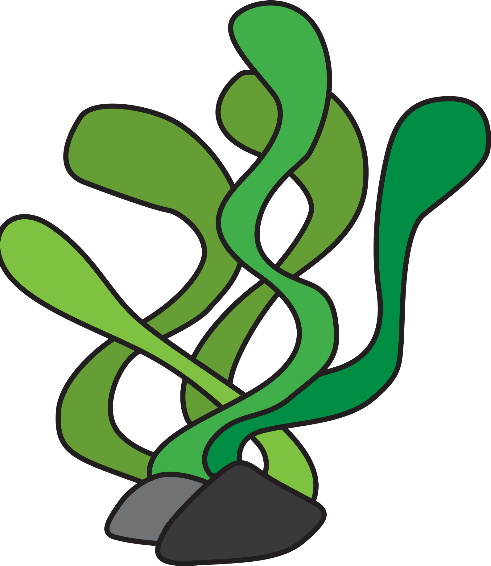 Seaweed Clipart Transparent Background - Underwater Plant Clipart (1608x1834)