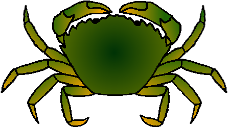 European Green Crab Clip Art (469x312)