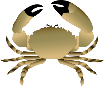 Menippe Mercenaria - Stone Crab Clip Art (400x329)