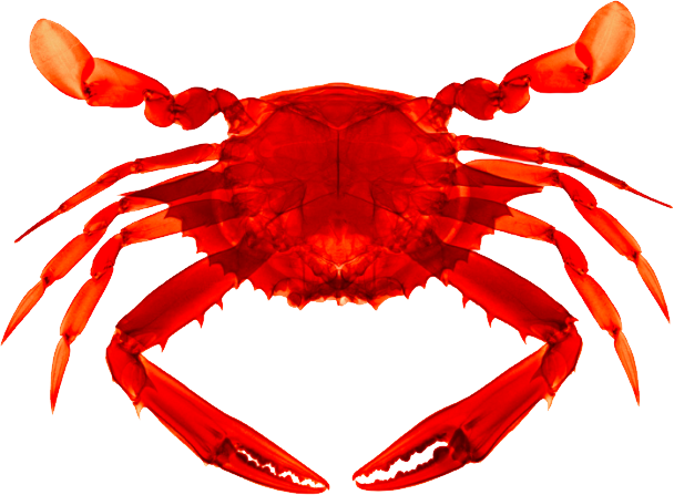 28 Collection Of Crab Clipart Transparent Background - Crab Transparent Background (608x447)
