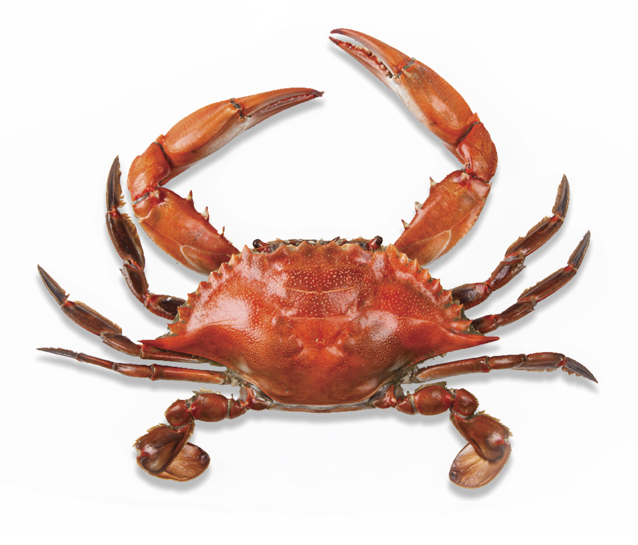 Now You Can Download Crab Icon Clipart - Maryland Crab (2048x2048)