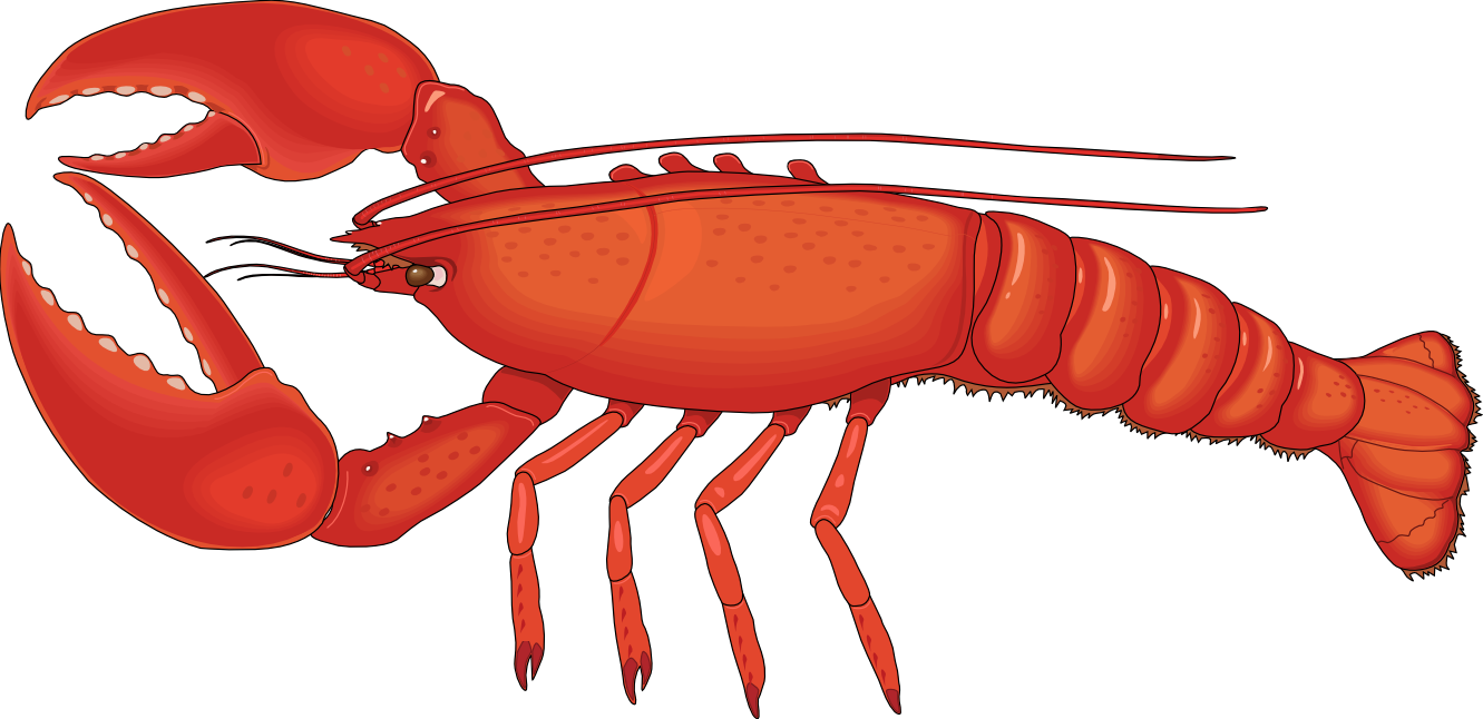 Udang Clipart - Lobster Png (1331x646)