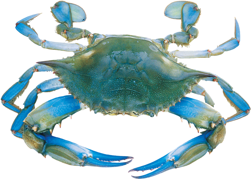 Crab Blue (854x636)