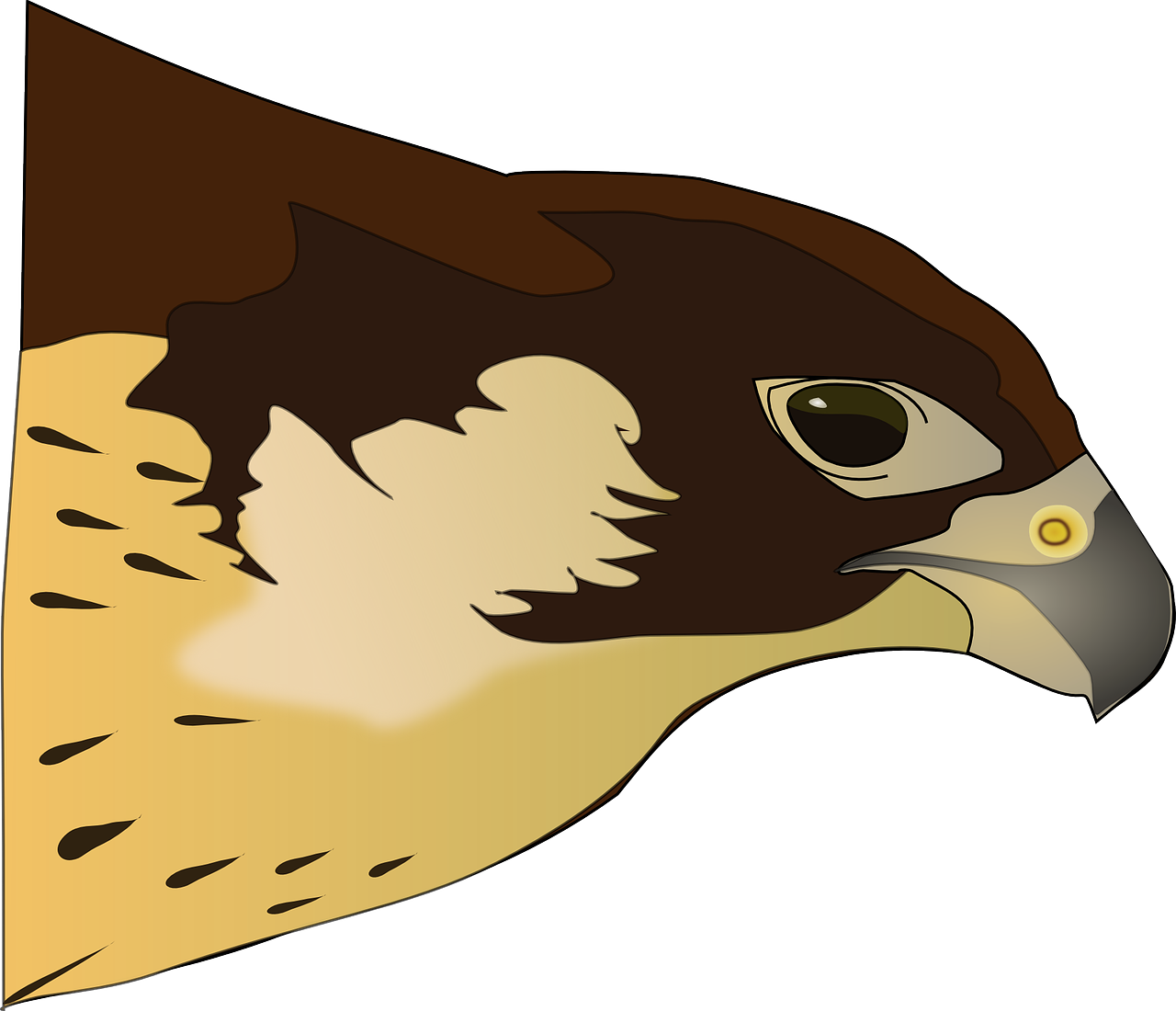 Hawk Clip Art - Clipart Hawk (1280x1100)