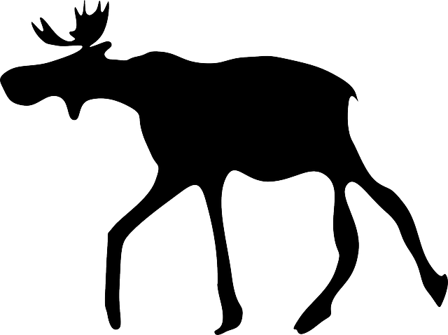 Free Pictures Moose - Elk Clip Art (800x597)