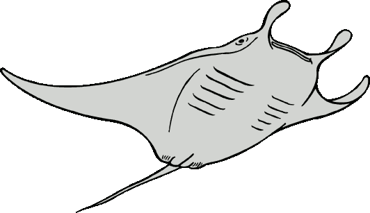Devil Ray Clipart - Ocean Animals Coloring Pages (532x307)