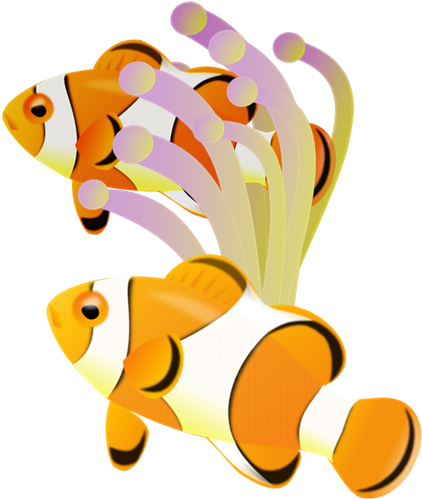 Clown Fish 001 2 - クマノミ イソギンチャク イラスト (480x590)