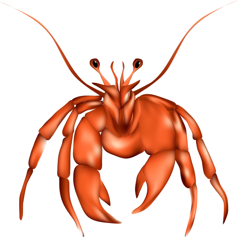 Dungeness Crab Lobster Clip Art - Dungeness Crab Lobster Clip Art (800x799)