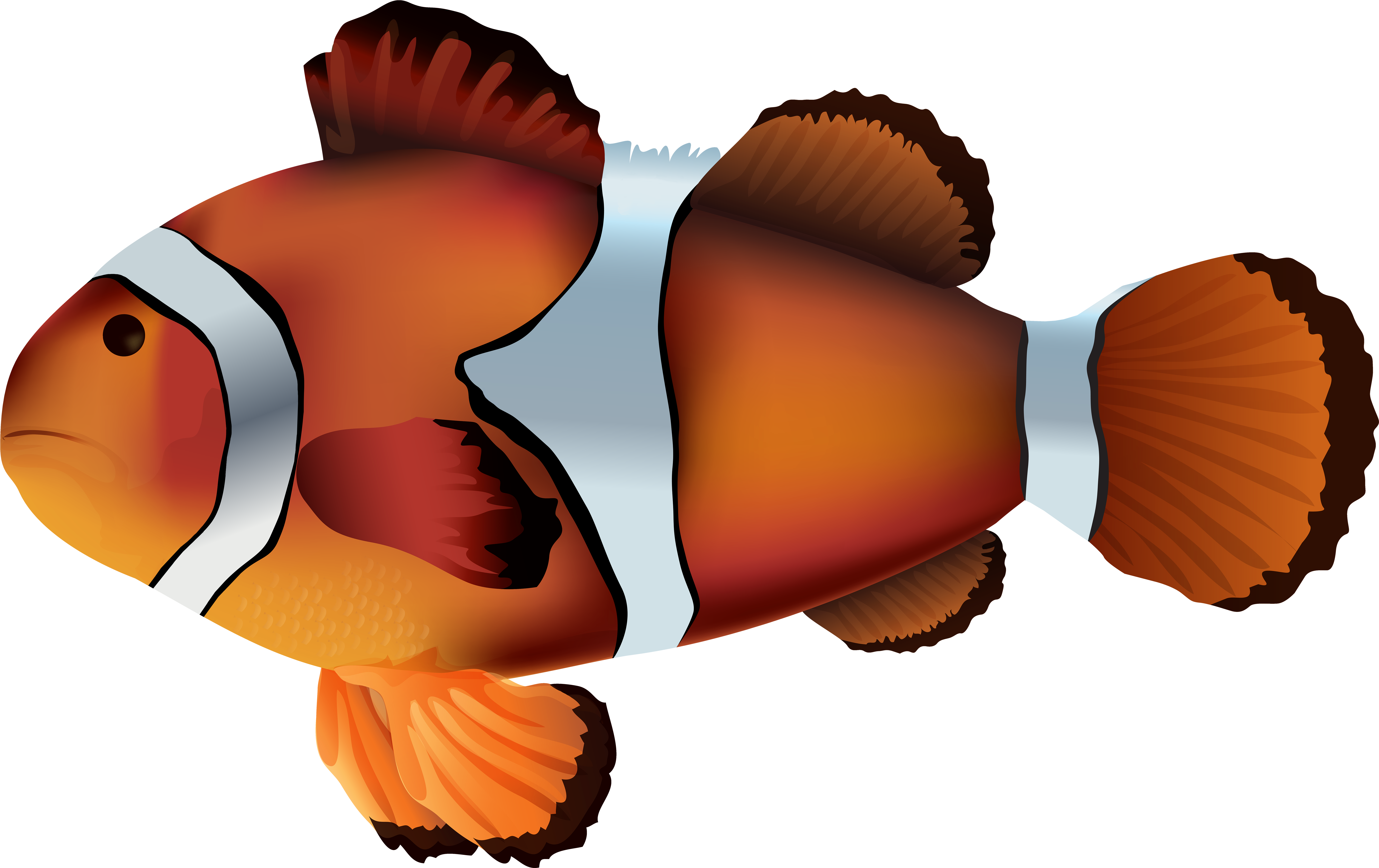 Clownfish Png Transparent Clip Art Image - Clownfish Png (6899x4349)
