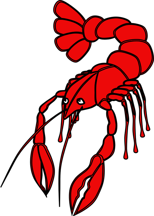 Crayfish Clipart Crustaceans - Crawfish Vector (513x720)
