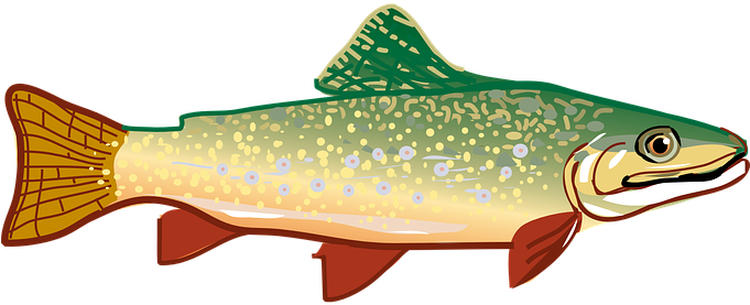 Trout Fish Rainbow Trout Animal Fish Fish - Trout Clipart (680x340)