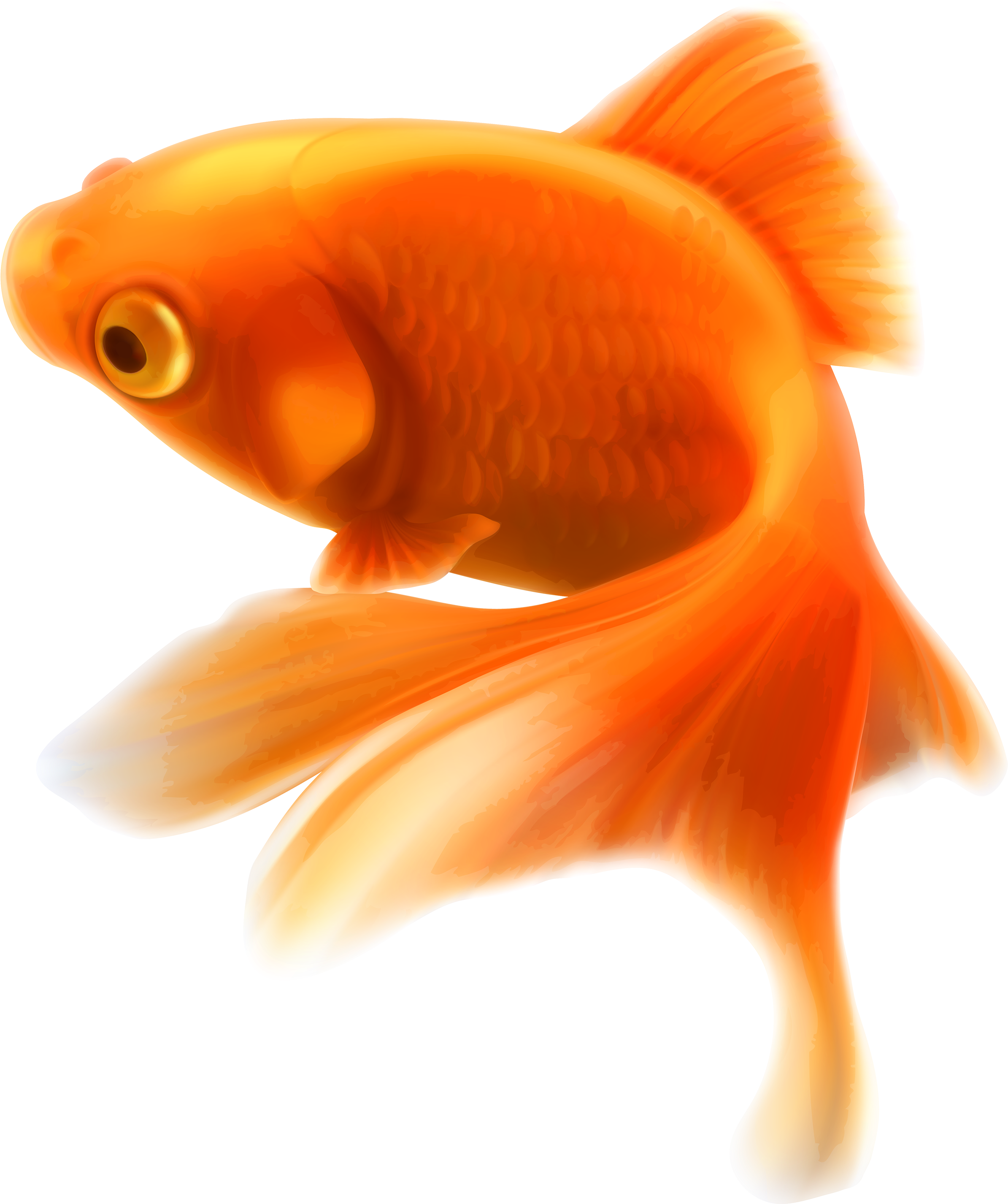 Gold Fish Png Clipart In Category Underwater Png / - Gold Fish Png (2589x3000)
