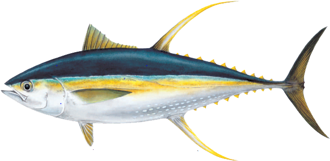 Ahi Tuna Png Pic - Yellow Fin Tuna (732x359)