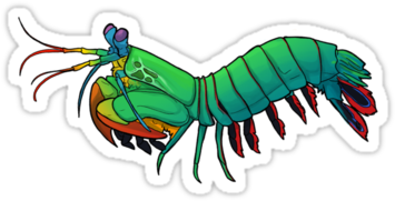 Design A Mantis Shrimp Mascot Logo - Cartoon Peacock Mantis Shrimp (375x360)