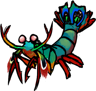 The Evolution Of The Odontodactylus Scyllarus - Mantis Shrimp (471x398)