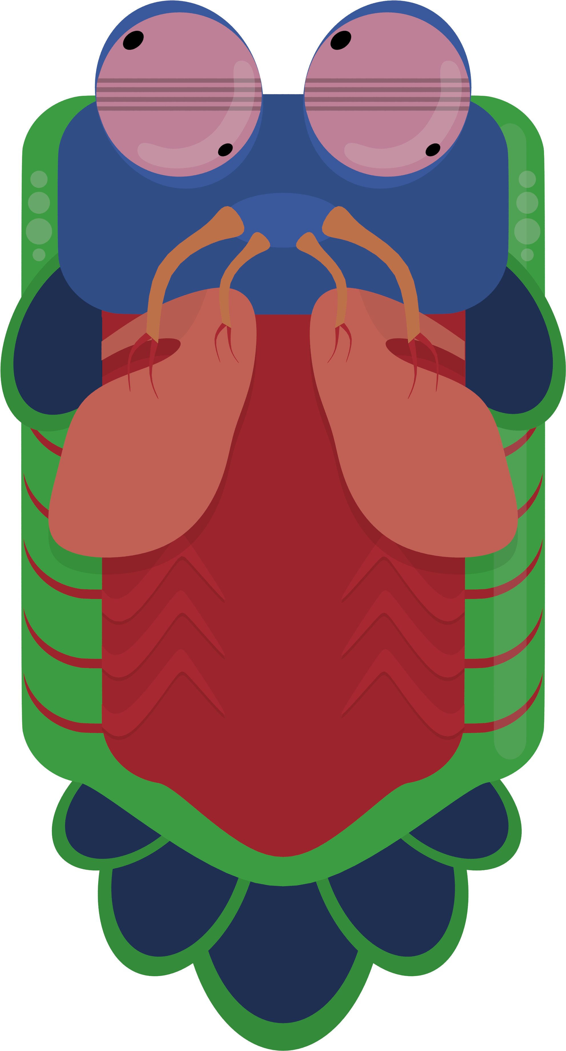 Animal[animal] [artwork Only] Mantis Shrimp - Deeeep Io Mantis Shrimp (2000x3723)