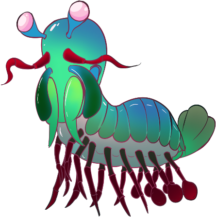 Stomatopoid - “ - Illustration (500x500)