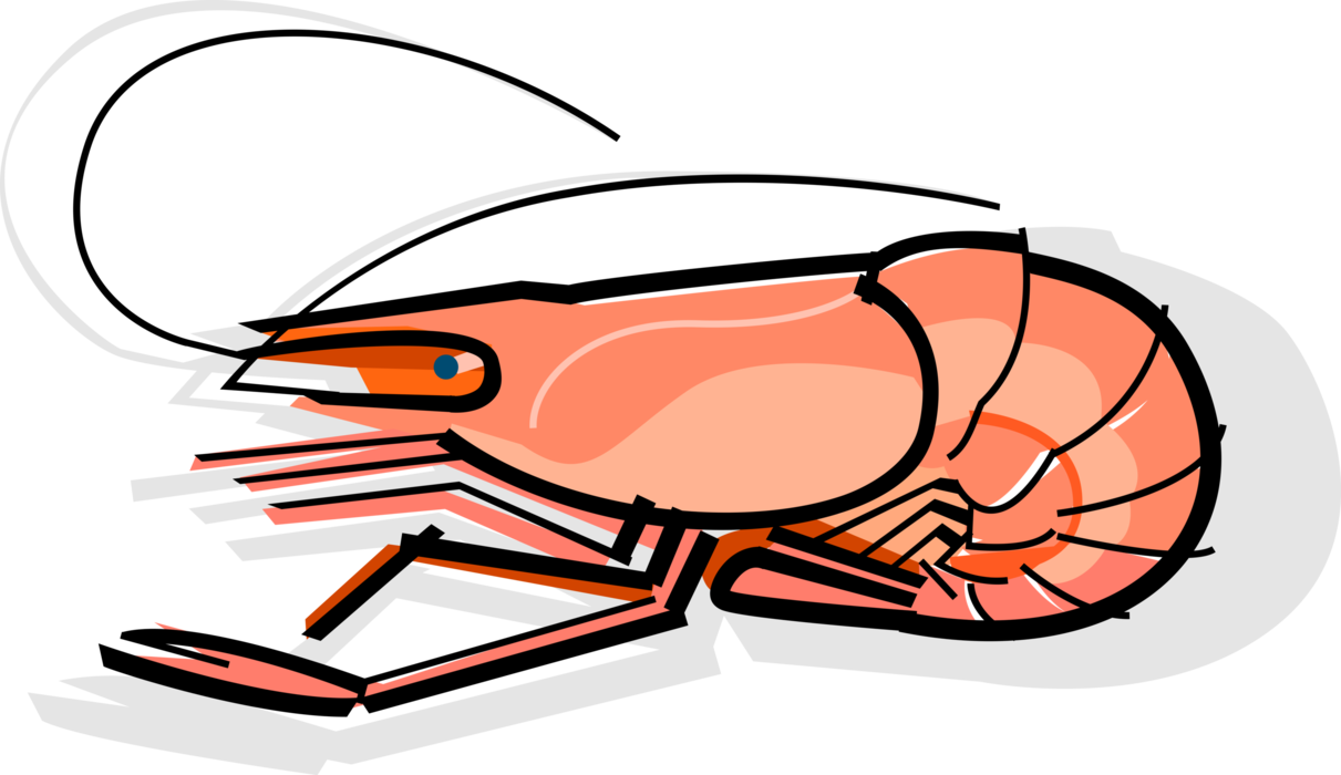 Vector Illustration Of Cooked Decapod Crustacean Prawn - Vector Illustration Of Cooked Decapod Crustacean Prawn (1211x700)