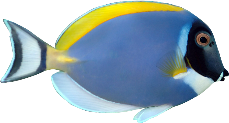 Powder Blue Tang Fish Animalgals Nxo4dp Clipart - Powder Blue Tang Png (781x429)