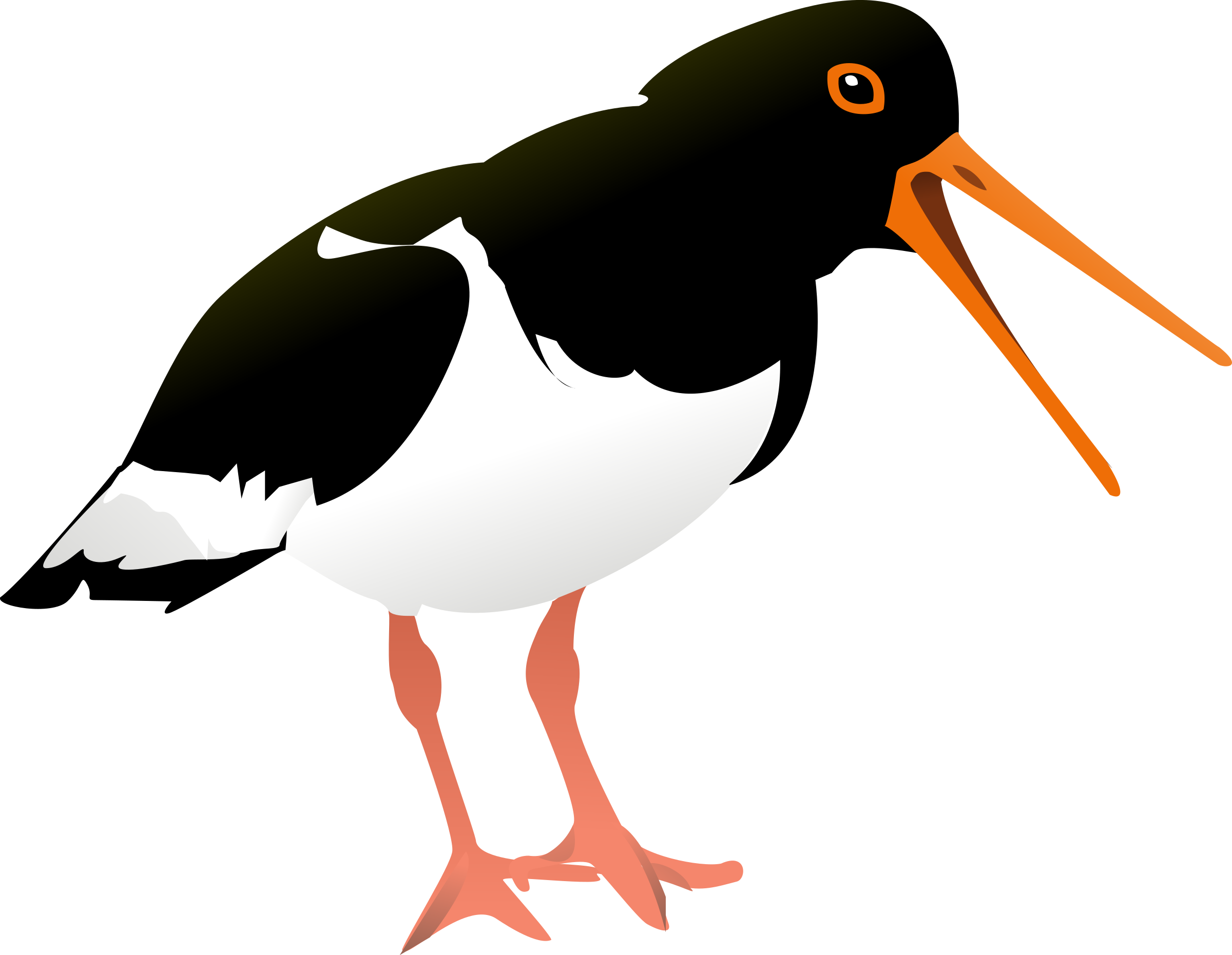 Big Image - Oyster Bird (2400x1861)