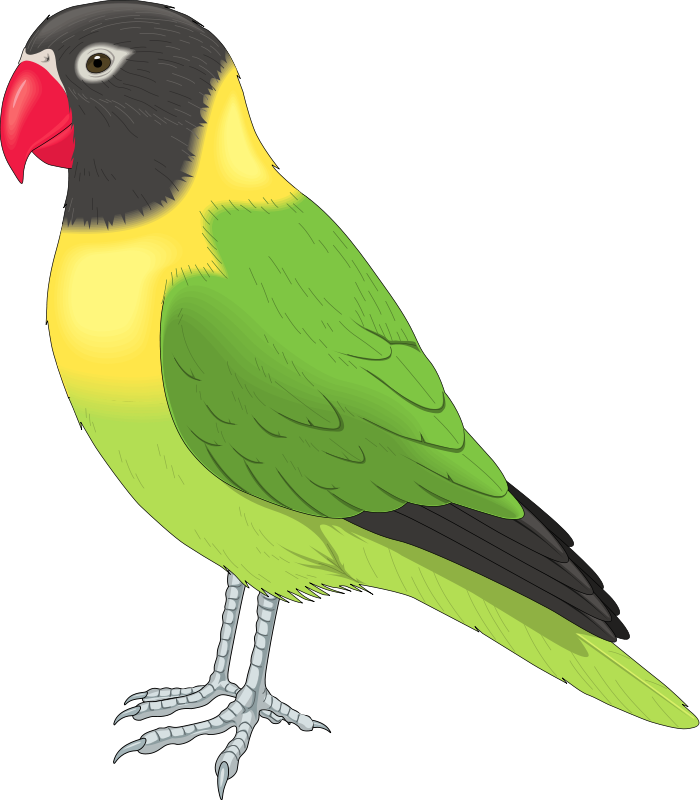 Free Clip Art Animals - Pet Bird Clipart (700x800)