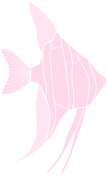 Pink Angel Fish Clip Art At Clker - Illustration (600x362)
