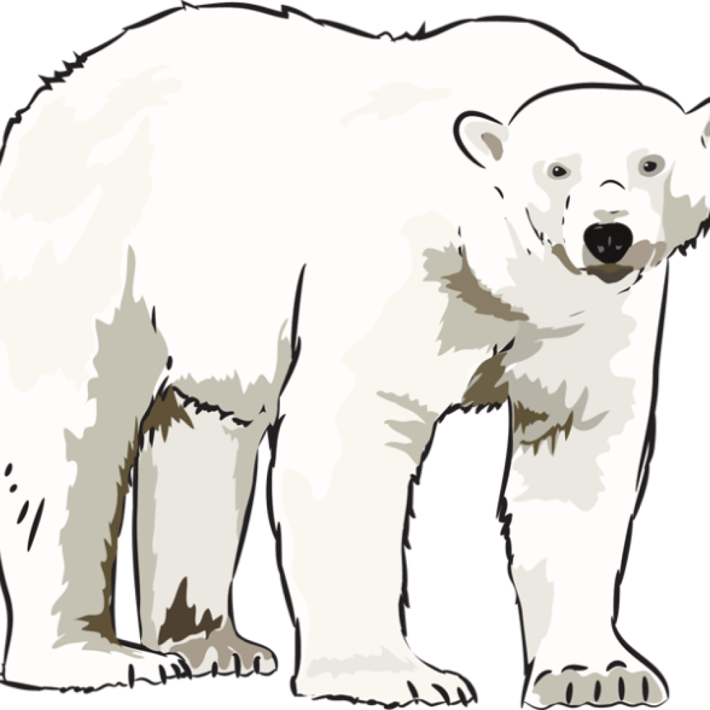 Polar Bear Clipart Art Polar Bear Clipart Clipart Kid - Polar Bear Clipart (1024x1024)